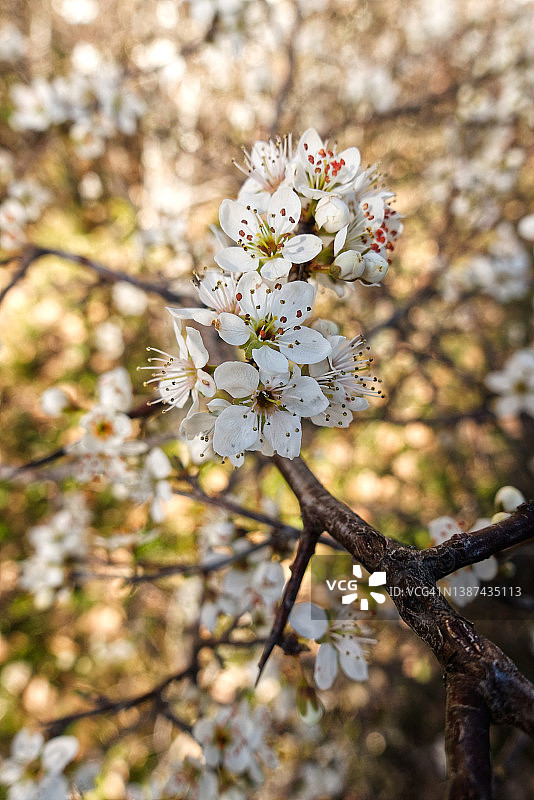 山楂花图片素材