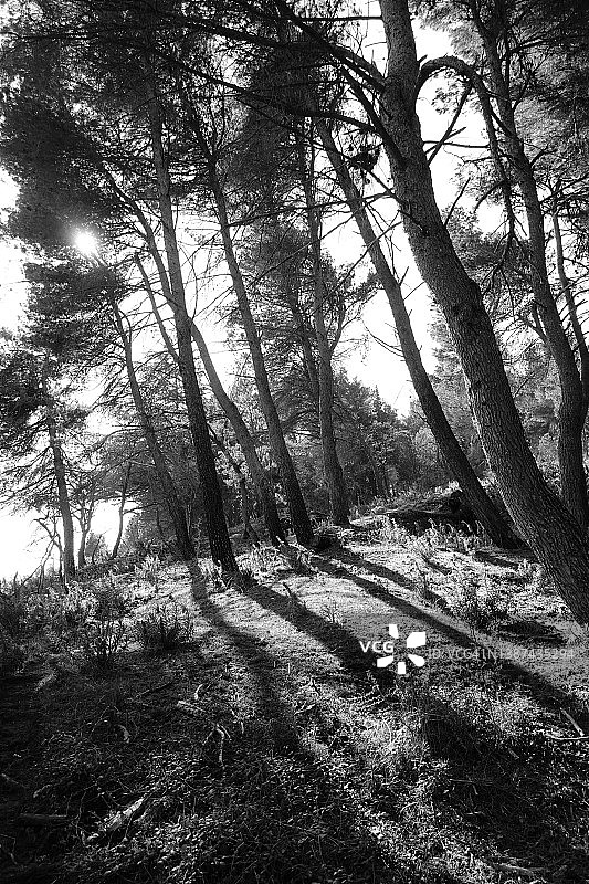 林中漫步图片素材