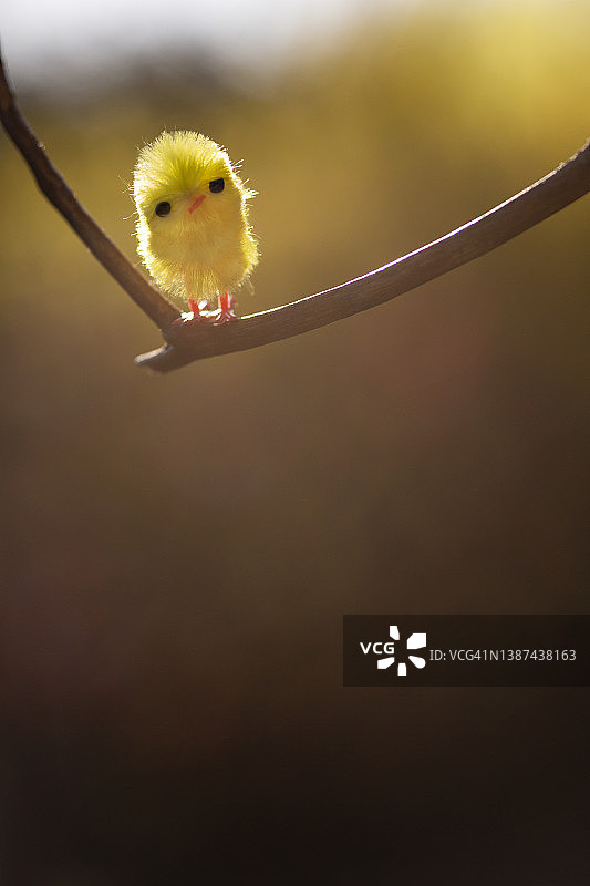 阳光明媚的春天，黄色毛绒小鸡栖息在树枝上图片素材