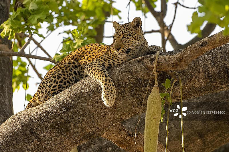 非洲豹（Panthera pardus）：博茨瓦纳莫雷米禁猎区图片素材