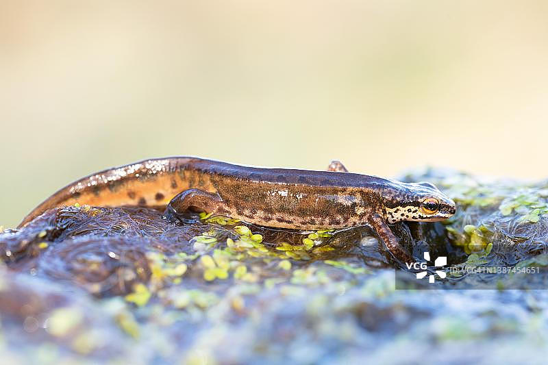 德国北莱茵-威斯特法伦州掌状蝾螈图片素材