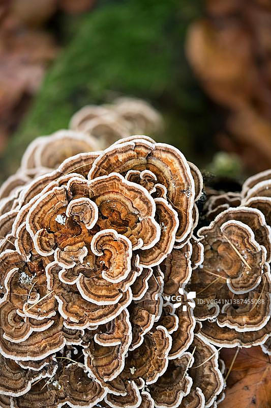 赭色云芝，生长在森林地面的腐木上，德国北莱茵-威斯特法伦州图片素材