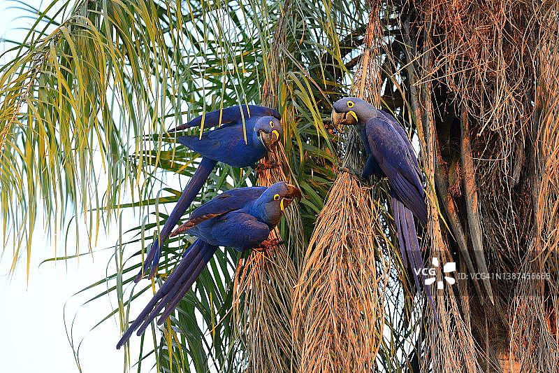 巴西马托格罗索州潘塔纳尔湿地，夕阳下的棕榈树上的风信子金刚鹦鹉图片素材