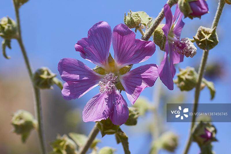克里特岛的春天：图林根芙蓉图片素材