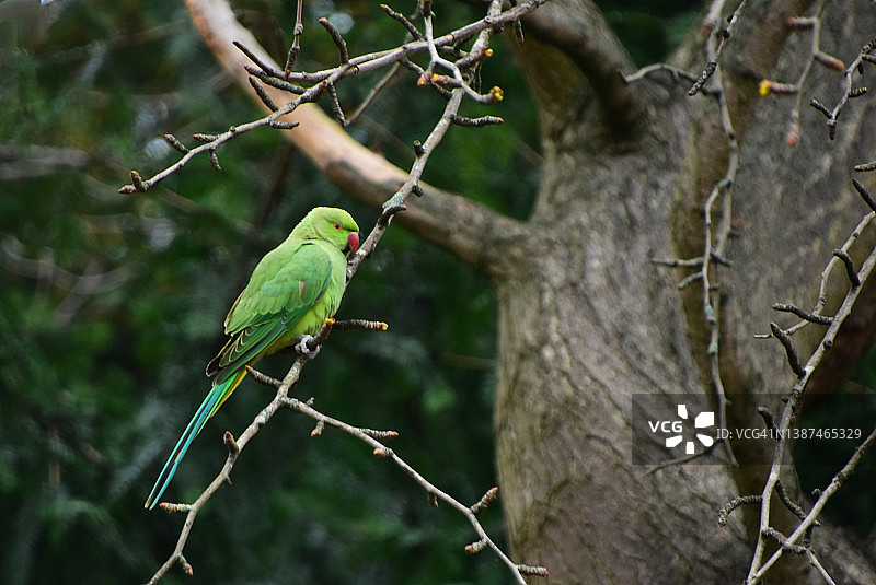 环颈鹦鹉图片素材