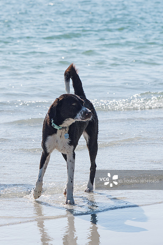 海滩上的小狗图片素材