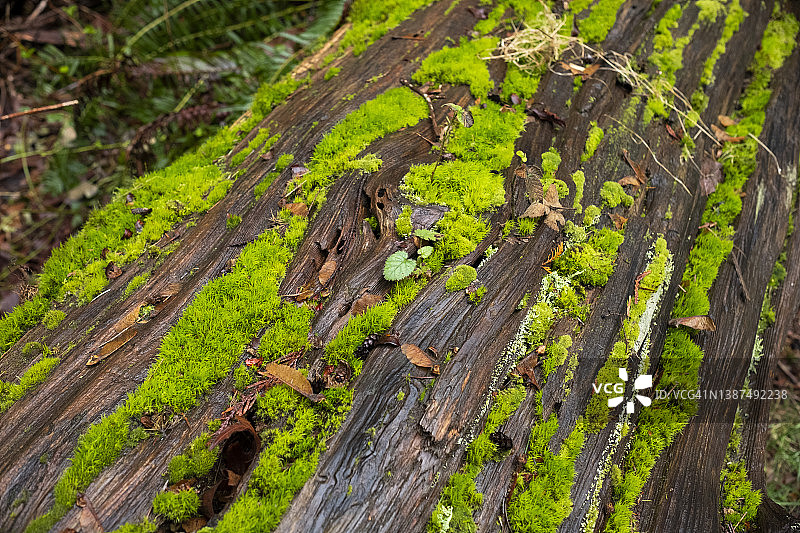 长在树上的苔藓图片素材