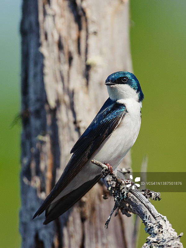 加拿大新不伦瑞克省弗雷德里克顿的树燕图片素材