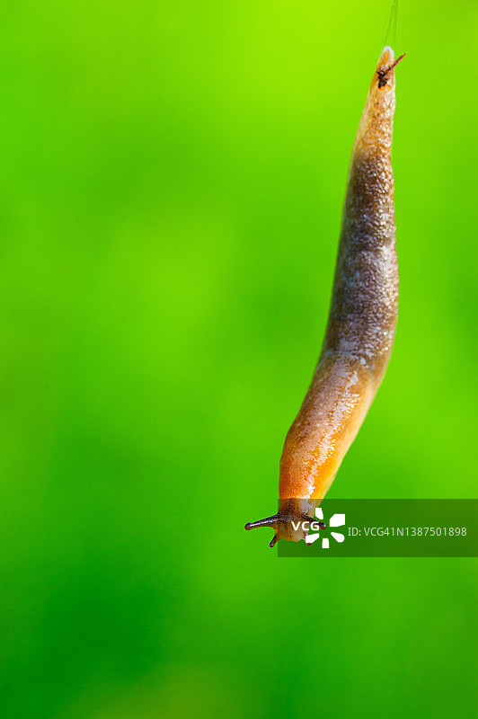 加拿大新不伦瑞克省弗雷德里克顿，悬挂在丝线上的蛞蝓图片素材