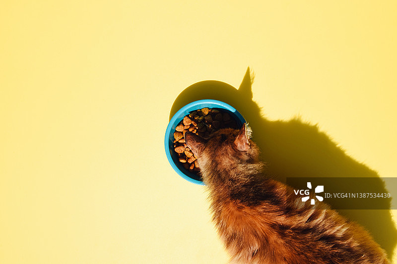 猫从碗里吃食物的顶视图。猫粮。宠物。图片素材