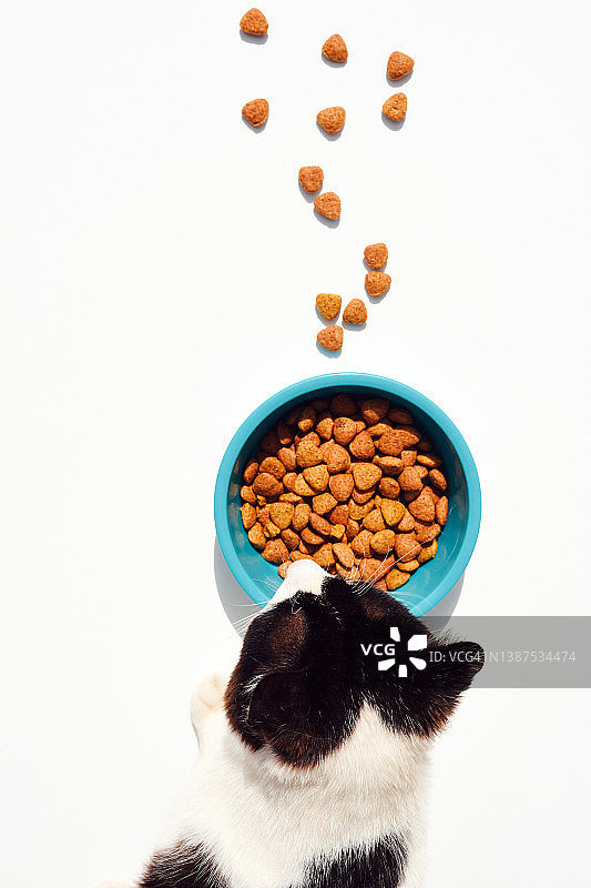 猫从碗里吃食物的顶视图。猫粮。宠物。图片素材