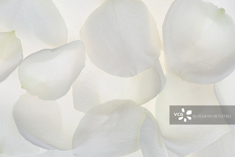 白色玫瑰花瓣背景图片素材