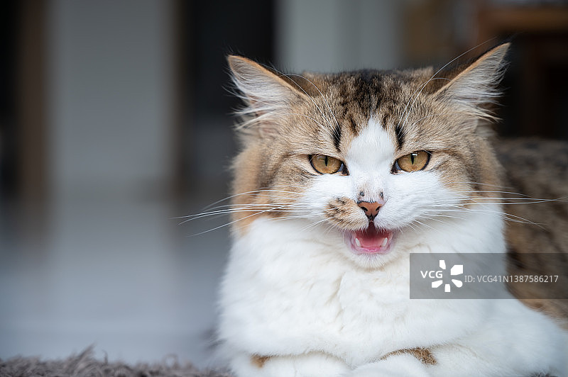 波斯混血猫对着镜头吼叫的肖像图片素材