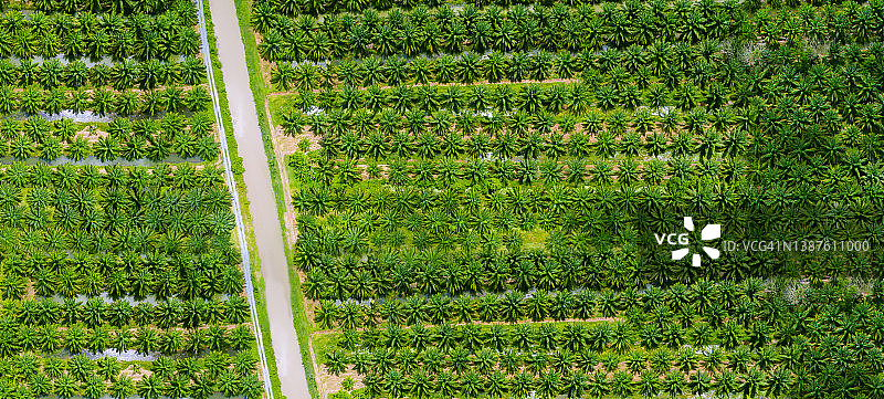 油棕种植园和农民耕作（俯视角度）图片素材