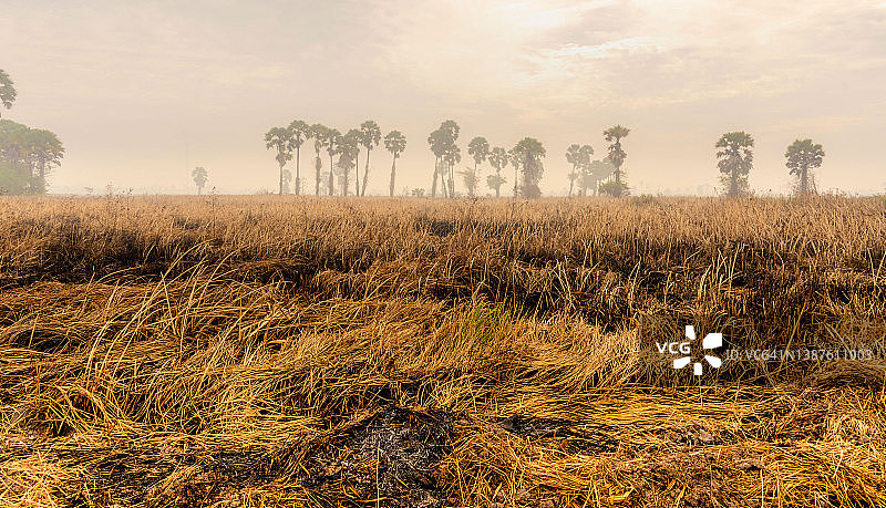全球气候变暖、干旱森林、干燥土壤、森林火灾中开裂的枯树影响世界图片素材