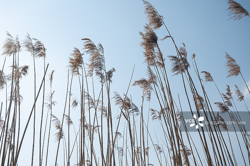 德国，晴朗的湖岸边，风中的芦苇图片素材