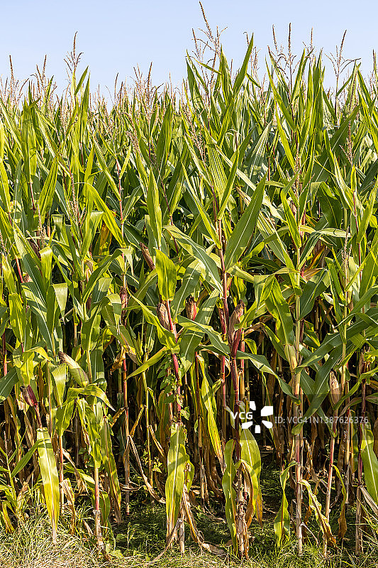 玉米作物侧视图图片素材