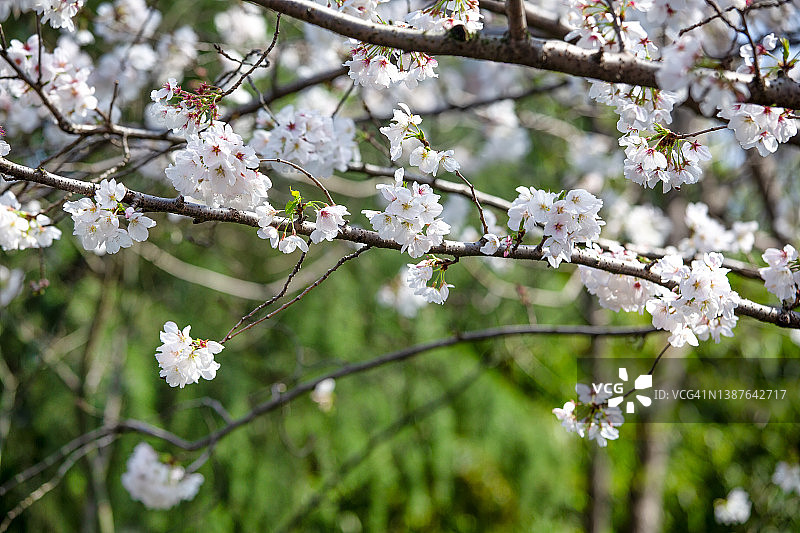 春天里盛开的樱花树图片素材