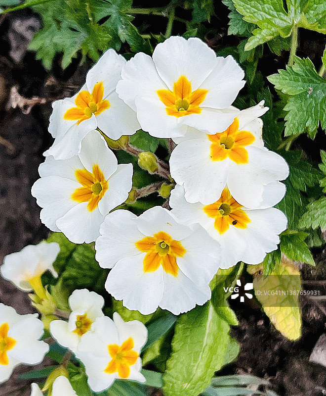 特写镜头下的普通樱草花图片素材