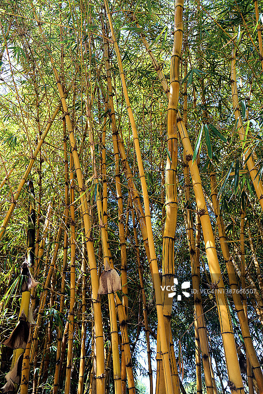 黄色金竹（Bambusa vulgaris）森林图片素材