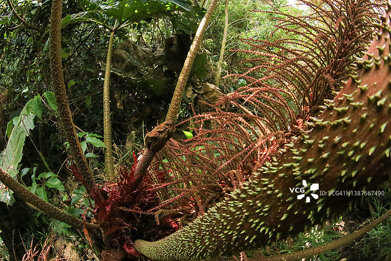 大王荨麻图片素材