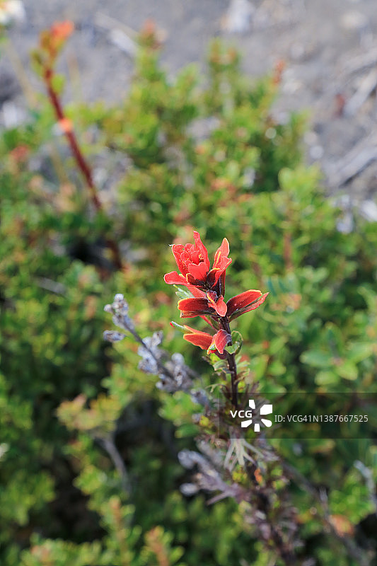 画笔花属植物的热带红色花朵图片素材