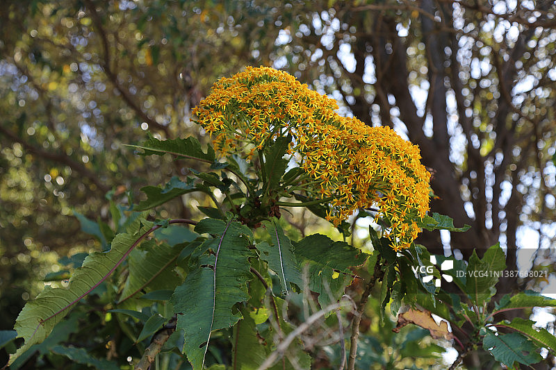 千里光族杰西库珀热带植物图片素材