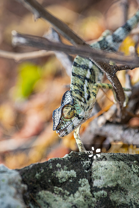 变色龙肖像 - 豹纹变色龙 - 森林，黑色和红色图片素材