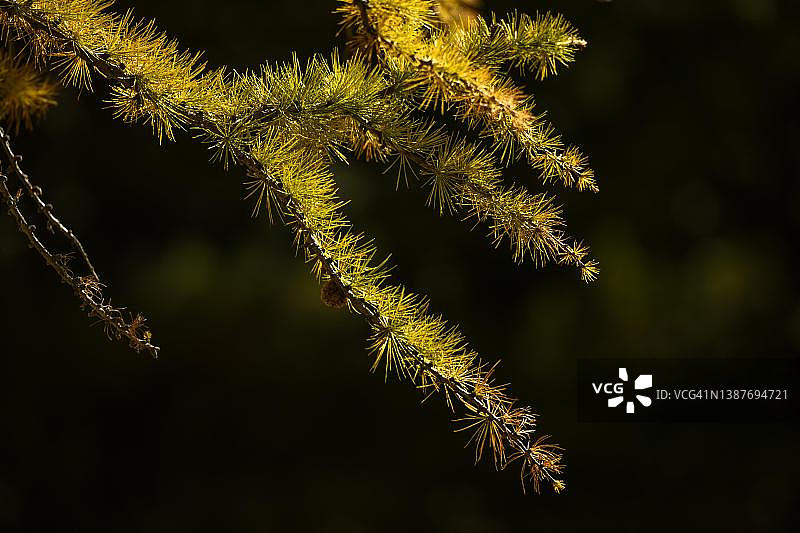 秋季落叶松树枝，马特尔山谷，意大利南蒂罗尔图片素材