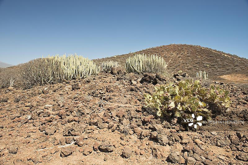 西班牙特内里费岛加那利大戟图片素材