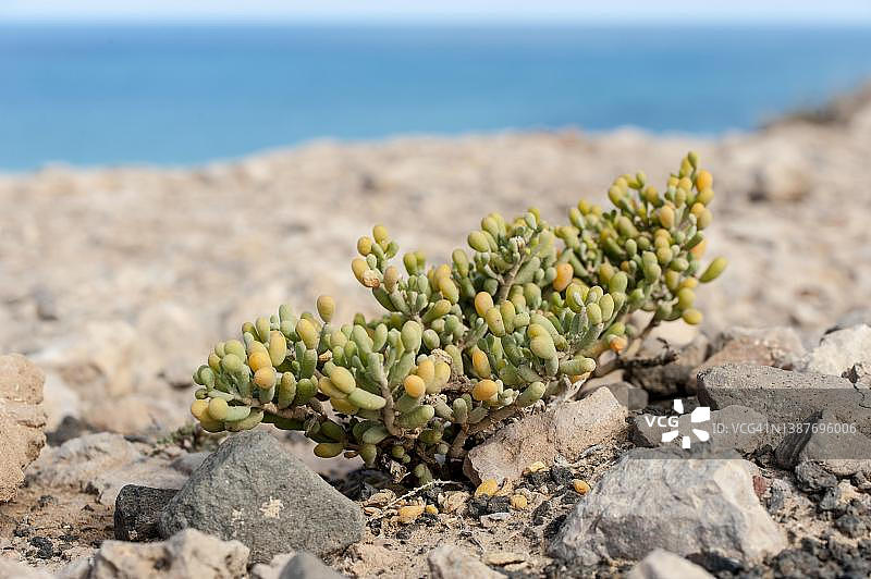 轭叶（Tetraena fontanesii），在富埃特文图拉岛海滩附近图片素材