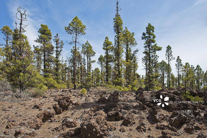 西班牙特内里费岛的加那利松树图片素材