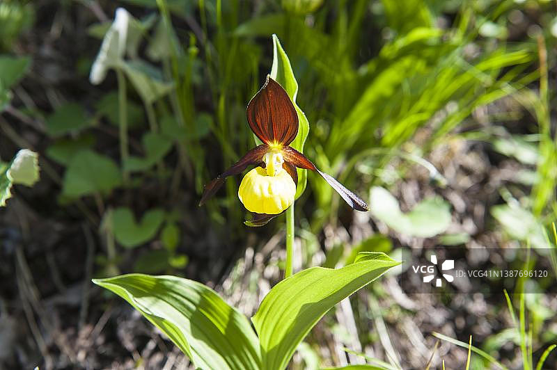 黄色杓兰，意大利多洛米蒂图片素材