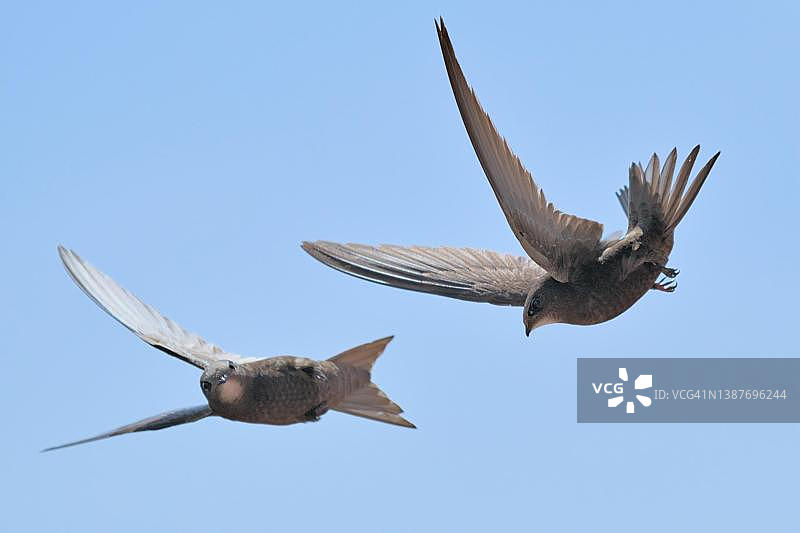 飞行中的普通雨燕（德国萨克森州格尔利茨，夏季）图片素材