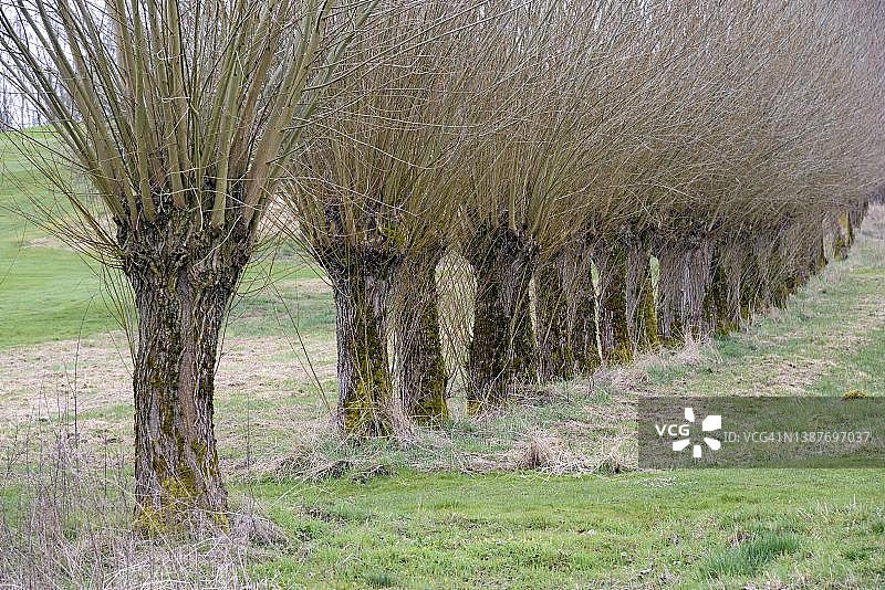 田野边缘的截顶柳树（柳属），北莱茵-威斯特法伦州，德国图片素材