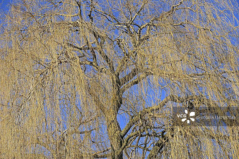 德国北莱茵-威斯特法伦的垂柳（Salix babylonica），展开的树冠，蓝天图片素材