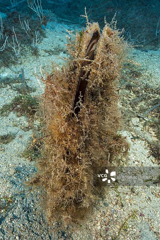 覆盖着藻类的已打开的贵族笔壳(Pinna nobilis),地中海,吉利奥岛,托斯卡纳,意大利图片素材