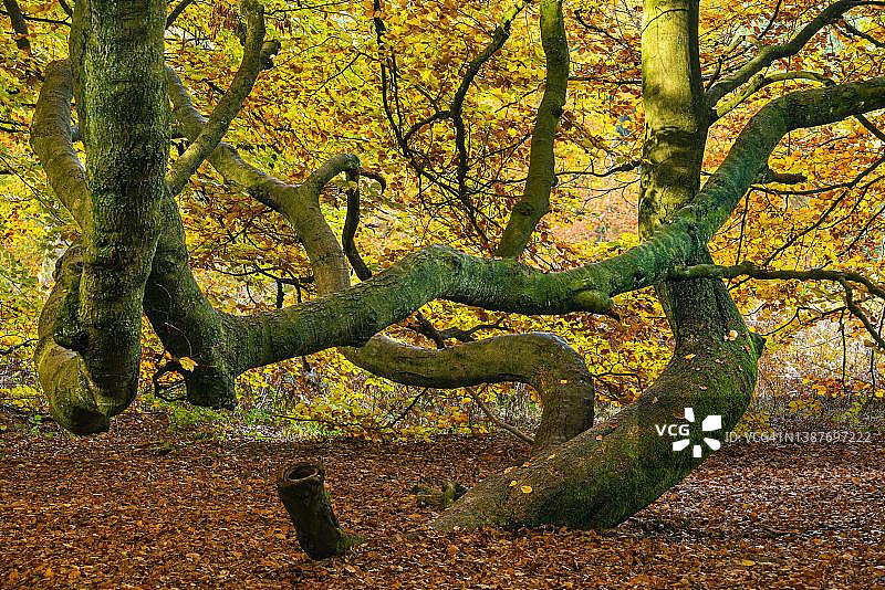 德国黑森州萨巴堡原始森林中秋季老山毛榉的长满苔藓的树干图片素材