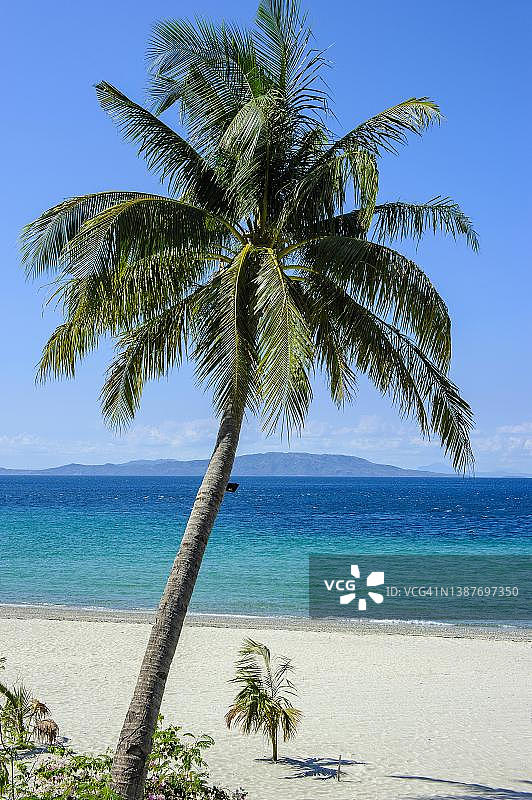 菲律宾民都洛岛的椰子树和空旷沙滩图片素材