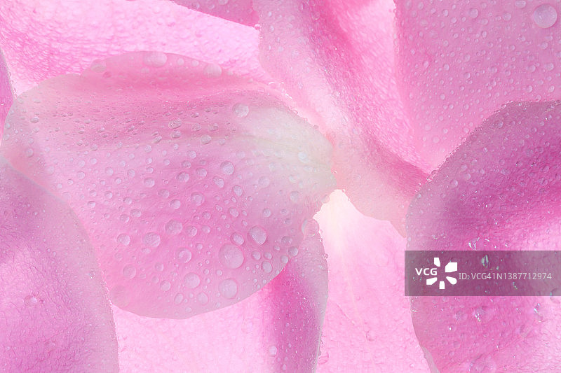 沾有水滴的淡粉色玫瑰花瓣特写图片素材