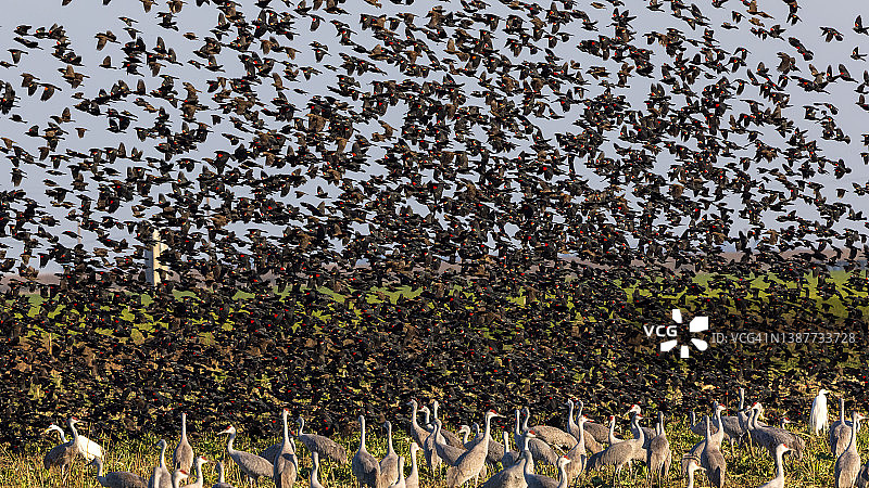 一群红翼鸫图片素材