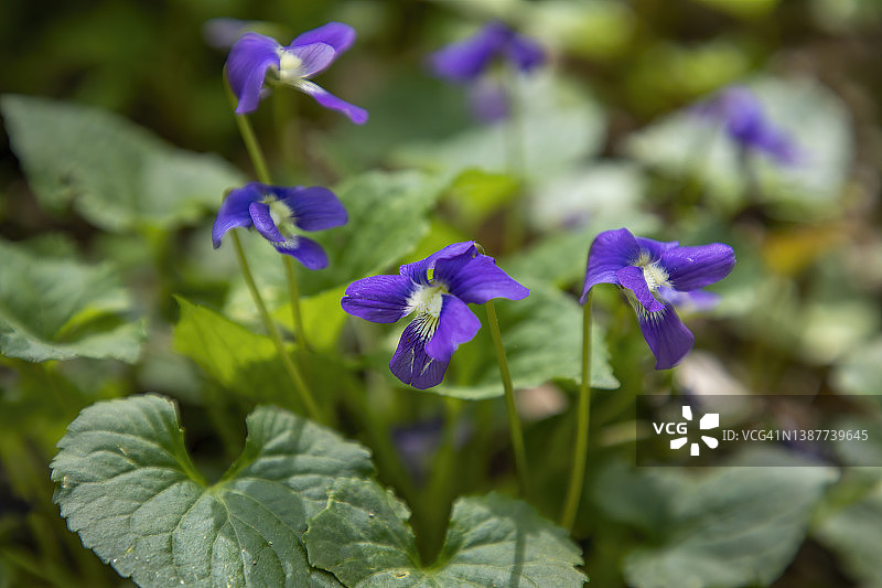 紫色花朵图片素材