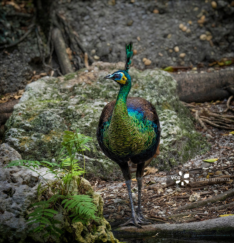 绿孔雀图片素材