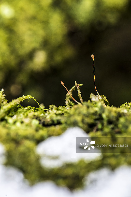 苔藓的孢子体图片素材
