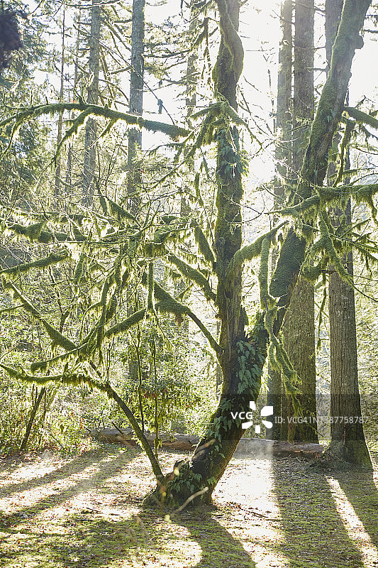 华盛顿州露西亚瀑布地区公园的逆光苔藓覆盖树木图片素材