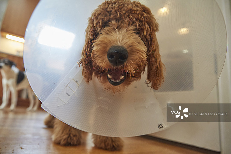 戴着防护罩的蓬松金毛犬幼犬看着镜头图片素材