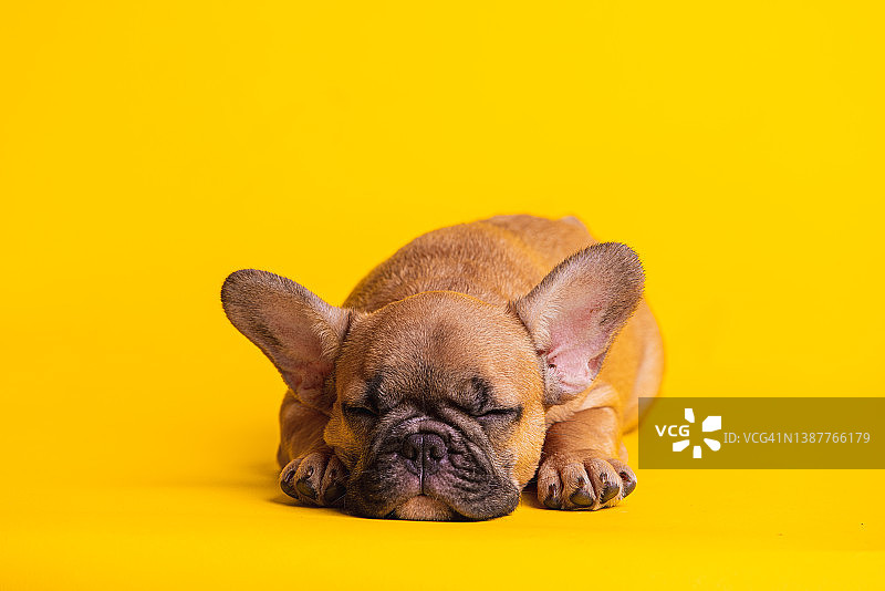 躺着的年轻法国斗牛犬肖像图片素材