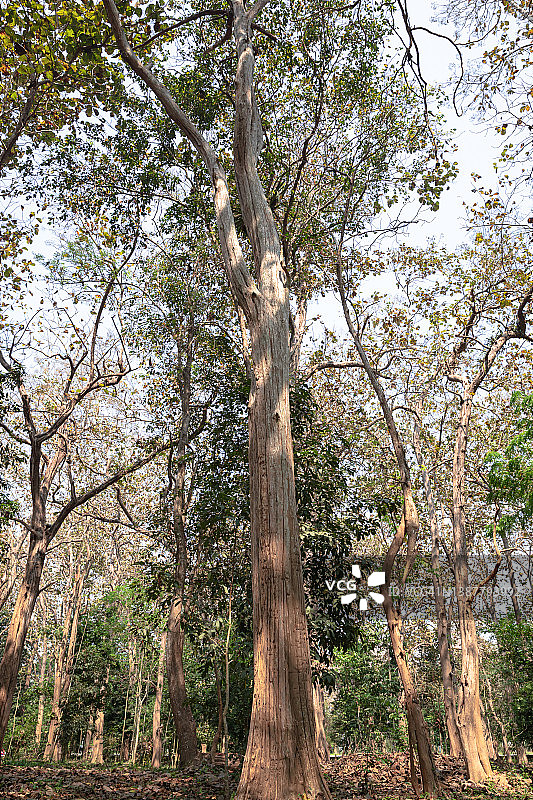 夏季的柚木树图片素材
