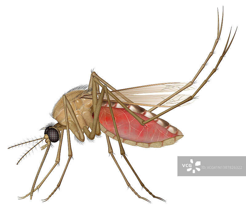 雌性伊蚊插画图片素材