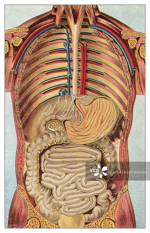 人体内脏的老式彩色石印插图图片素材